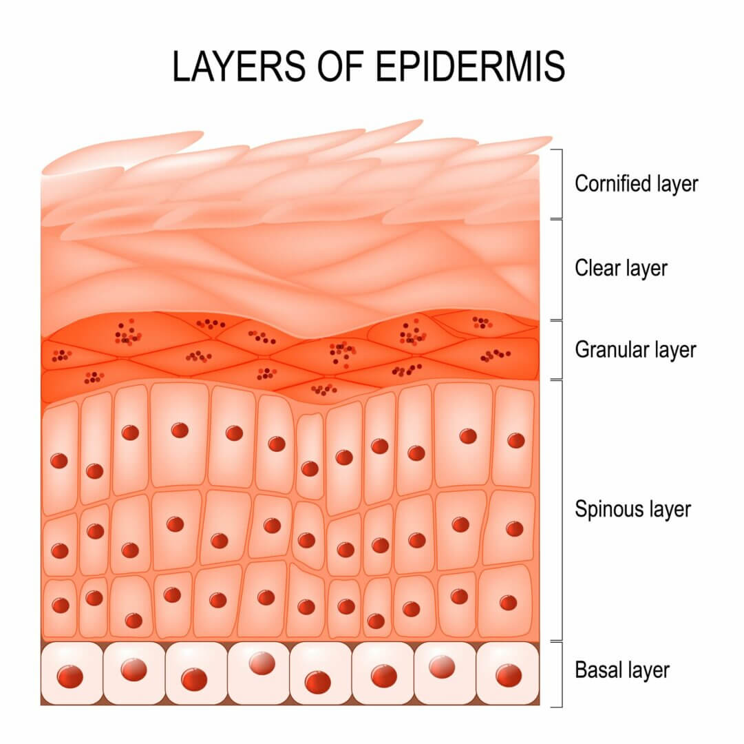 Le renouvellement cellulaire concerne toutes les couches de l’épiderme